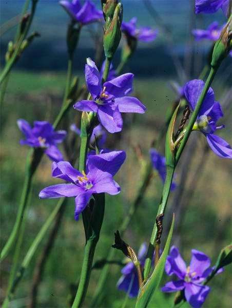 10 Aristea monticola Seeds - Evergreen Indigenous Bulbs Seeds
