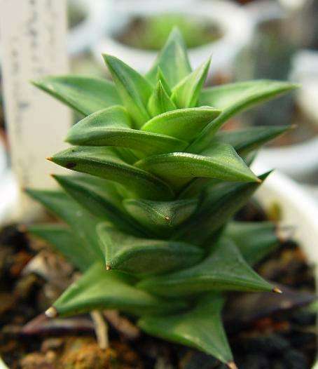 10 Astroloba congesta Seeds - RARE - Indigenous Succulents