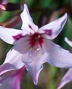 Babiana tubulosa Seeds - Sow Autumn - Indigenous Bulbs Seeds