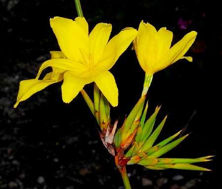 Bobartia longicyma Seeds - Indigenous