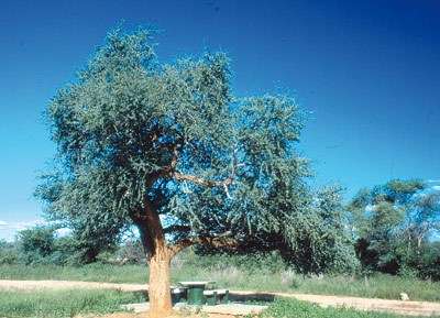 Boscia albitrunca Seeds - Witgatboom, Matoppie, or Shepherd's Tree