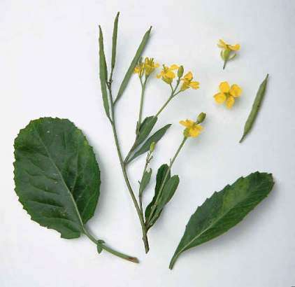 100+ Brassica nigra Seeds ~ Black Mustard - Medicinal Herbs