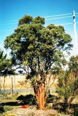 10 Buddleja saligna Tree Seeds - False Olive, Witolien - Indigenous