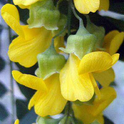 5 Calpurnia aurea Seeds - Natal Laburnum - Indigenous Evergreen Tree