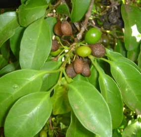 5 Canthium inerme Tree Seeds ~ Turkey-Berry - Indigenous Fruit - Insured Flat Ship Rate