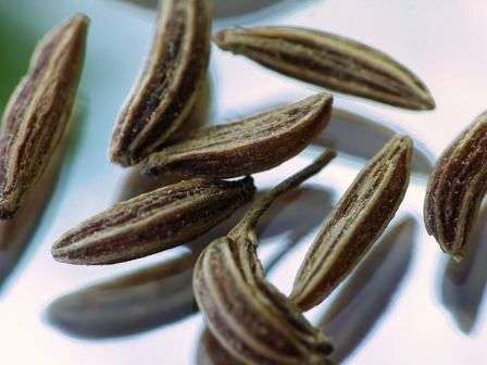 100 Caraway Seeds - Carum carvi Seeds ~ Medicinal Herbs