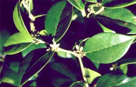 10 Cassinopsis ilicifolia Seeds - Lemon-thorn or Lemoentjiedoring - Indigenous Evergreen Shrub