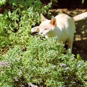 Catnip Seeds ~ Nepeta cataria Seeds ~ Medicinal Herbs