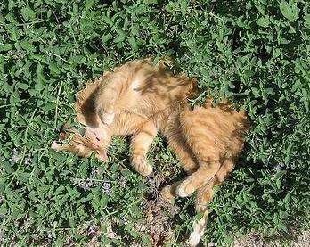 100+ Catnip Seeds ~ Nepeta cataria Seeds ~ Bulk Herb Seeds