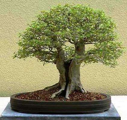 Celtis sinensis or Chinese Hackberry Bonsai Tree Seeds