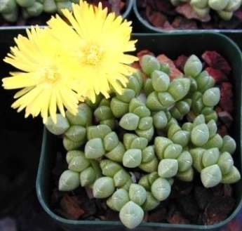 Cheiridopsis meyeri Seeds - Indigenous Succulents