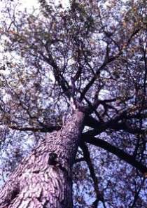 20 Colophospermum mopane Seeds ~ Mopanie or Turpentine Tree