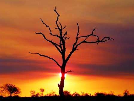 Combretum imberbe Seeds ~ Leadwood Tree
