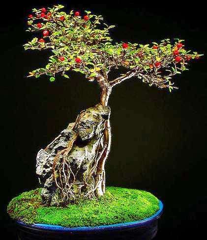 20 Cotoneaster microphyllus or Smallleaf Cotoneaster Bonsai Tree Seeds