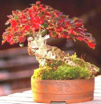 Cotoneaster microphyllus or Smallleaf Cotoneaster Bonsai Tree Seeds