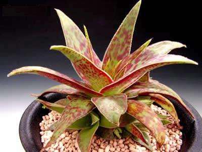 Crassula alba Seeds - Indigenous Succulents