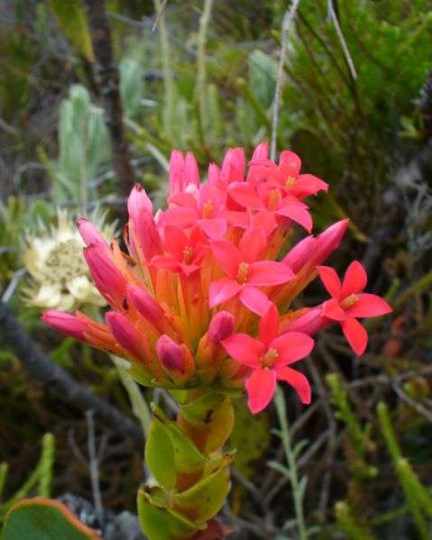 Crassula coccinea Seeds - Klipblom, Red crassula - Indigenous Succulents