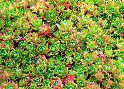20 Crassula setulosa Seeds - Indigenous Succulents