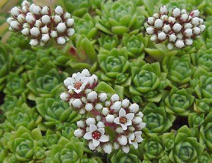 Crassula setulosa Seeds - Indigenous Succulents
