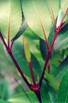 Cunonia capensis Seeds - Butterspoon Tree, Butterknife Tree or Red Alder