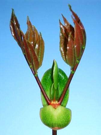 Cunonia capensis Seeds - Butterspoon Tree, Butterknife Tree or Red Alder - Indigenous