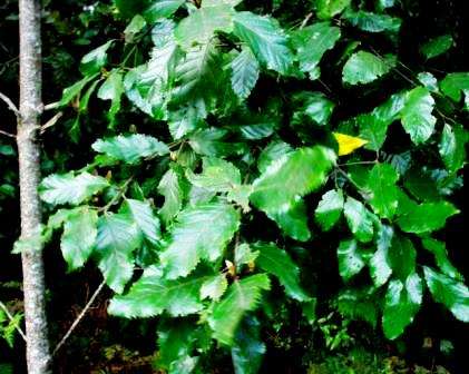 Curtisia dentata Seeds ~ Cape Lancewood or Assegai ~ Aphrodisiac / Psychoactive