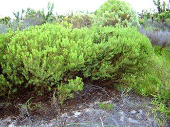 20 Honeybush Tea - Cyclopia genistoides Seeds