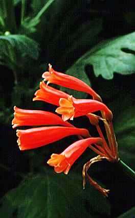 Cyrtanthus brachyscyphus Seeds - Indigenous Bulbs Seeds