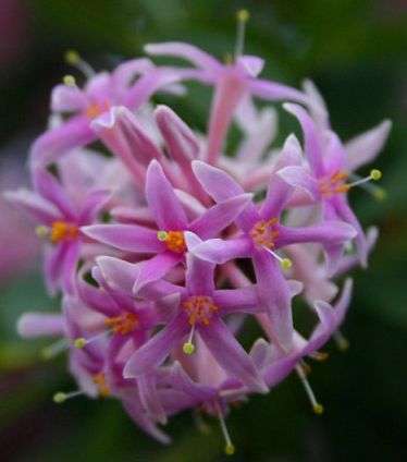 Dais cotinifolia Seeds ~ Pompon tree, Pincushion tree