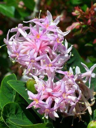 10 Pompon tree, Pincushion tree - Dais cotinifolia - Indigenous