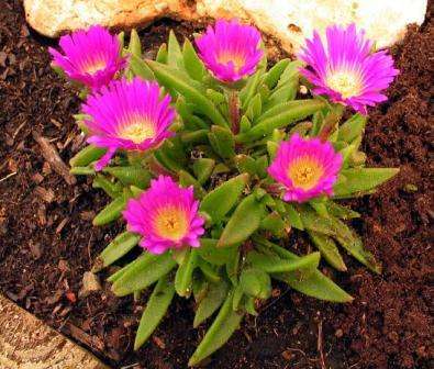 5 Delosperma sutherlandii Seeds - Indigenous South African Endemic Psychoactive Succulent