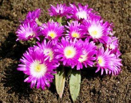 5 Delosperma sutherlandii Seeds - Indigenous South African Endemic Psychoactive Succulent