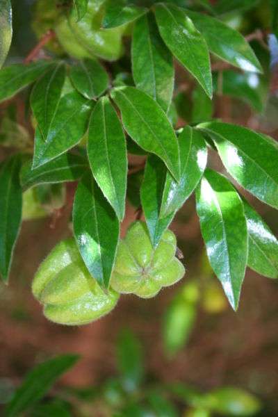 20 Bladder-nut Seeds ~ Diospyros whyteana