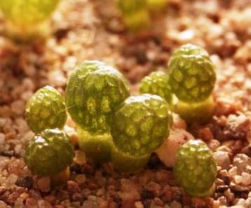 Diplosoma luckhoffii Seeds - Duckfoot mesemb - RARE Indigenous Succulents