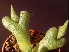 20 Diplosoma luckhoffii Seeds - Duckfoot mesemb - Indigenous Succulents