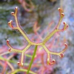 10+ Drosera binata Seeds - New Zealand Sundew Carnivorous Plant Seeds + FREE SEEDS