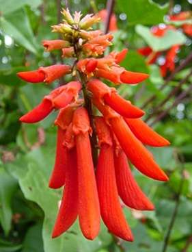 Erythrina humeana Seeds - Dwarf coral tree, Kleinkoraalboom or Natal Coral Tree