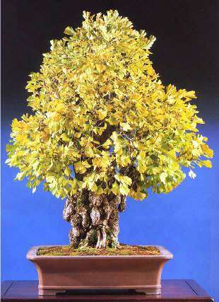 10 Ginkgo biloba or Maidenhair Tree Bonsai Seeds