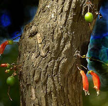 5 Tree Fuchsia, Notsung Seeds - Halleria lucida - Indigenous Fruit