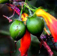 20 Tree Fuchsia, Notsung Seeds ~ Halleria lucida - Indigenous Fruit