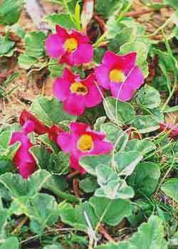 10 Devil's Claw - Harpagophytum procumbens Seeds - Indigenous Medicinal