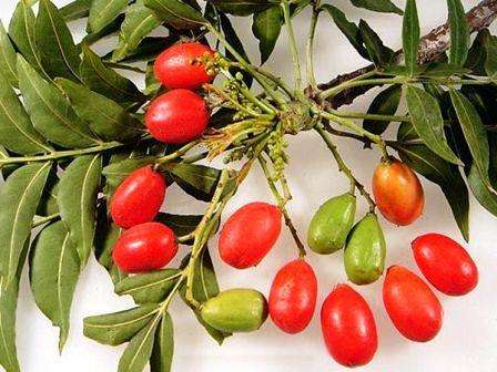 10 Wild plum Tree or Wildepruim - Harpephyllum caffrum Seeds - Indigenous Evergreen Fruit