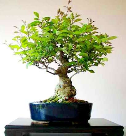 Ilex serrata or Japanese winterberry Bonsai Tree Seeds