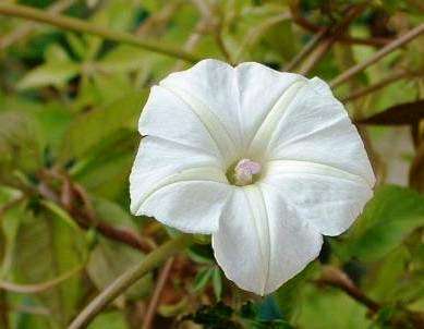 Ipomoea magnusiana Seeds - Morning Glory Seeds - Indigenous Climber Creeper