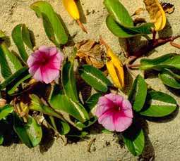 Ipomoea pes-capre ssp brasiliensis Seeds ~ Goats foot, Strand patat - Indigenous