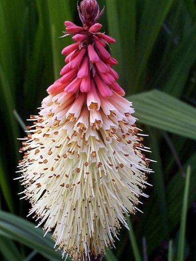 20 Kniphofia caulescens Seeds - Blue-leaf Red Hot Poker