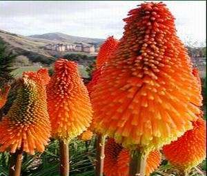 10 Kniphofia caulescens Seeds - Blue-leaf Red Hot Poker - Indigenous Bulbs Seeds