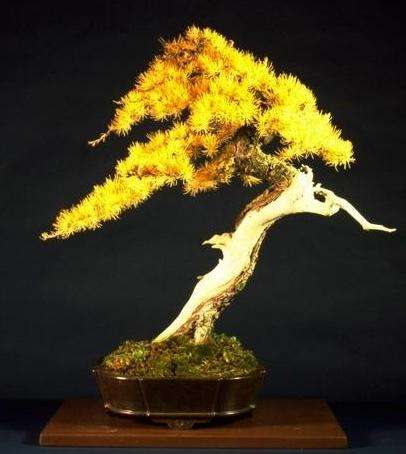 Larix laricina or Tamarack (American or Eastern Larch) Bonsai Tree Seeds
