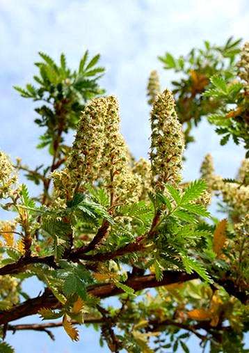 Leucosidea sericea Tree Seeds ~ Oldwood or Ouhout - Indigenous