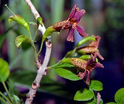 Markhamia zanzibarica Seeds ~ Bell bean tree, Klokkiesboontjieboom